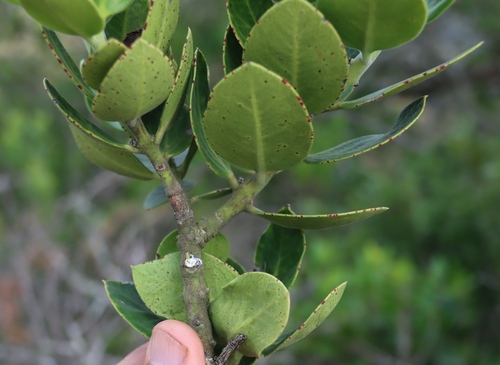 Image of Acokanthera rotundata by (c) Tony Rebelo, some rights reserved (CC BY-SA)