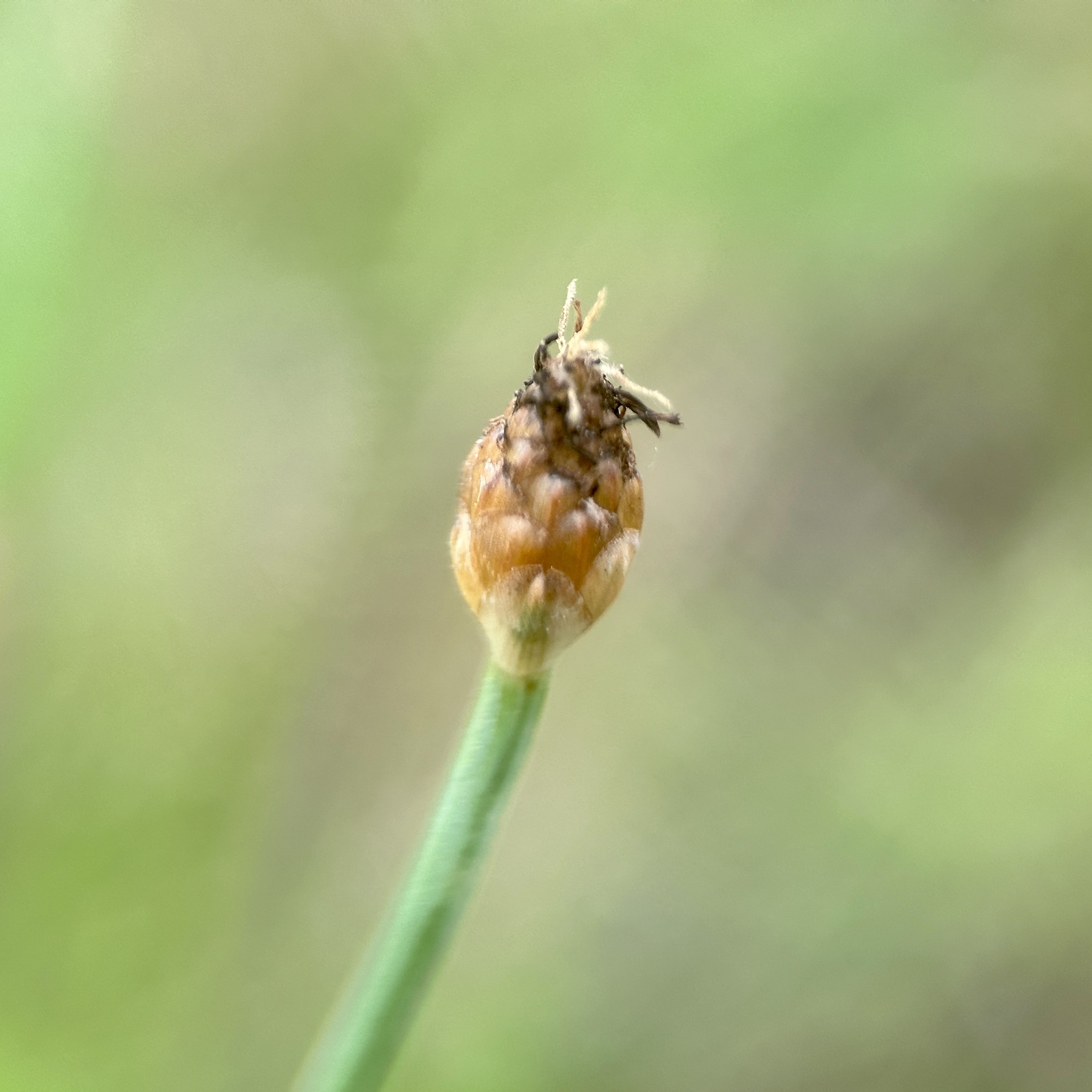 Fimbristylis tetragona