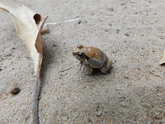 Arthroleptis stenodactylus