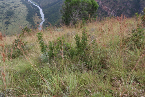 Image of Vitex obovata by (c) Tony Rebelo, some rights reserved (CC BY-SA)