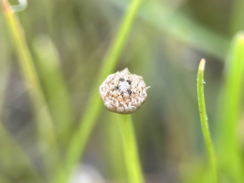 Eriocaulon truncatum, photograph 1