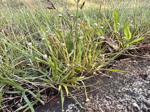 Eriocaulon truncatum, photograph 2