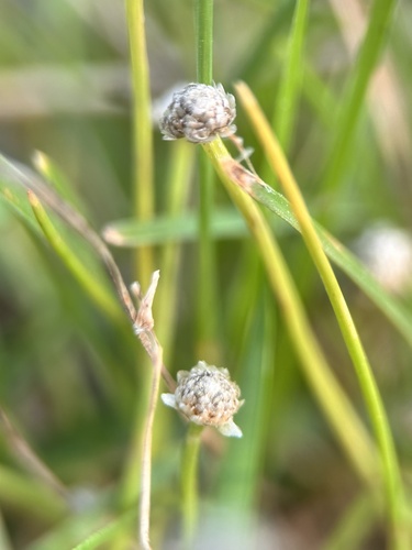 Eriocaulon truncatum, photograph 3