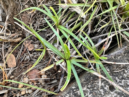 Eriocaulon truncatum, photograph 4