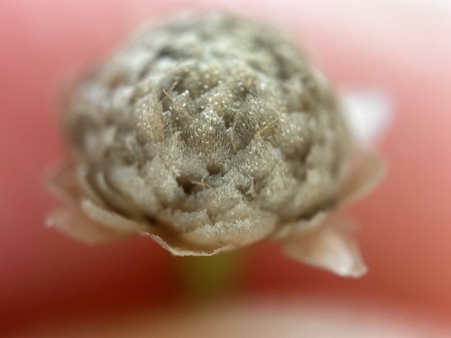 Eriocaulon truncatum, photograph 5