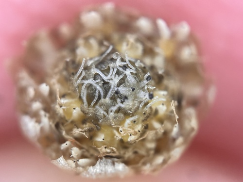 Eriocaulon truncatum, photograph 6