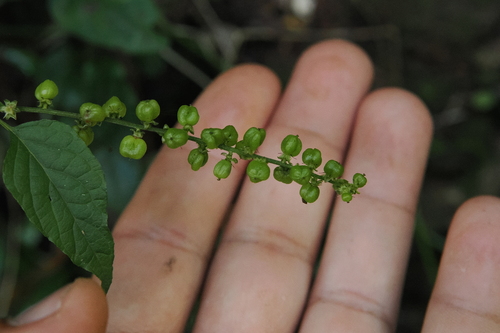 Image of Deeringia amaranthoides by (c) Lucas Christofides, some rights reserved (CC BY)