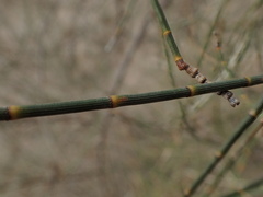 Allocasuarina luehmannii