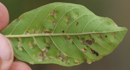 Image of Vitex obovata by (c) Tony Rebelo, some rights reserved (CC BY-SA)