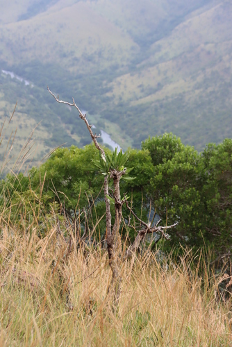Image of Pavetta edentula by (c) Tony Rebelo, some rights reserved (CC BY-SA)