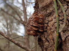 Allocasuarina luehmannii