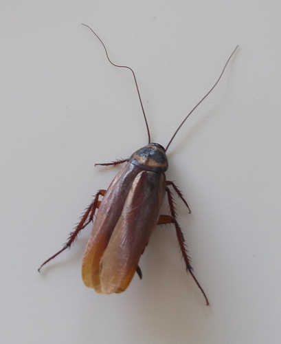Periplaneta australasiae