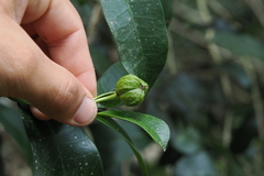 African milk bush (Baloghia)