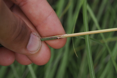 Sarga leioclada, photograph Lucas Christofides, CC BY, iNaturalist via GBIF