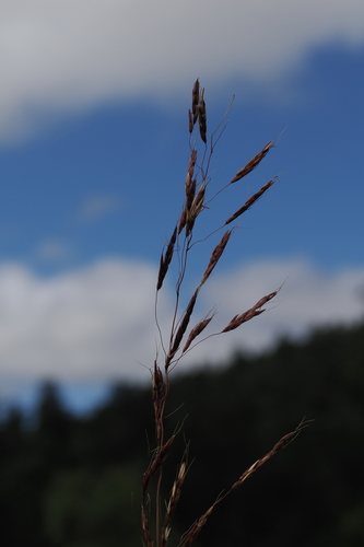 Sarga leioclada, photograph 4