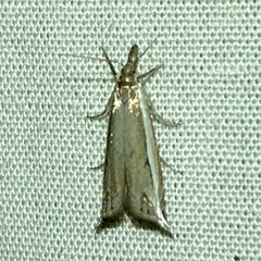 Raphiptera argillaceellus