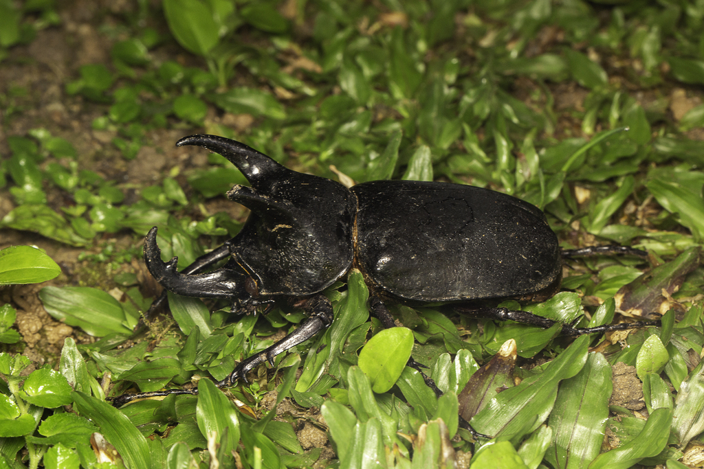 Chalcosoma chiron kirbyi from MCM Nature Discovery Villa (Stephen's ...