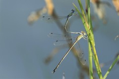 Lestes pallidus