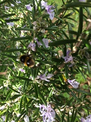 Bombus
