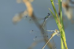 Lestes pallidus