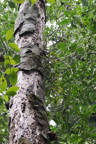 Image of Dendrobium pugioniforme by (c) Lucas Christofides, some rights reserved (CC BY)
