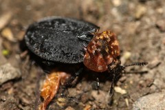 Oiceoptoma thoracicum