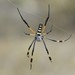 Banded-legged Golden Orb-web Spider - Photo (c) rbeunen, some rights reserved (CC BY-NC-SA), uploaded by rbeunen