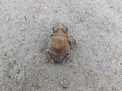 Arthroleptis stenodactylus