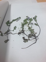 Phacelia bipinnatifida