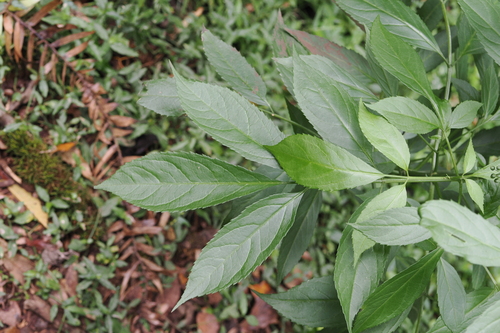 Sambucus australasica (Sambucus australasica)