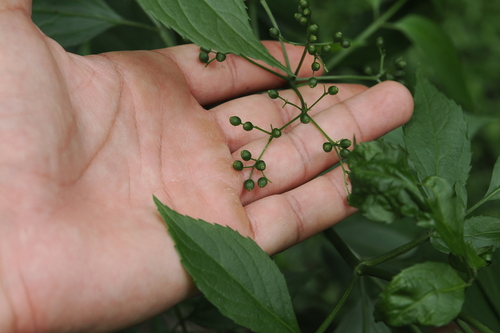 Image of Sambucus australasica by (c) Lucas Christofides, some rights reserved (CC BY)