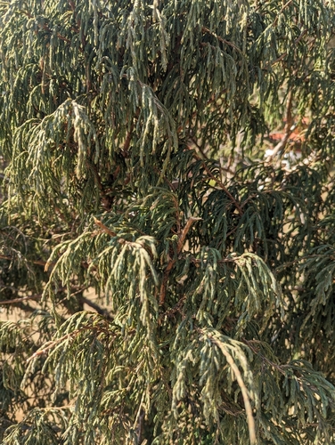 Image of Juniperus recurva by (c) Sagnik Dutta Roy, some rights reserved (CC BY)