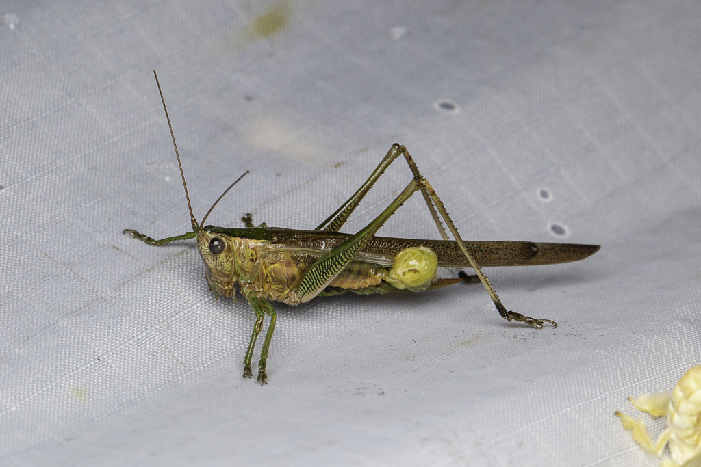 Conocephalus bambusanus from MCM Nature Discovery Villa (Stephen's ...