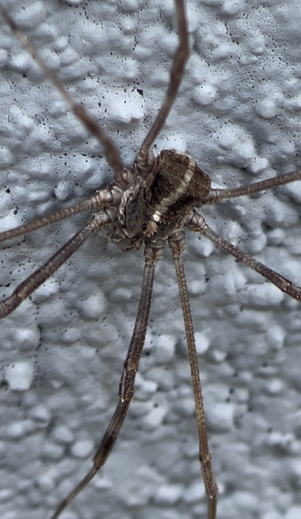Bunochelis spinifera