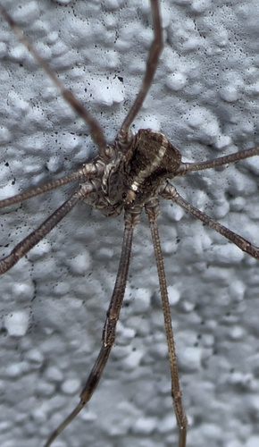 Bunochelis spinifera