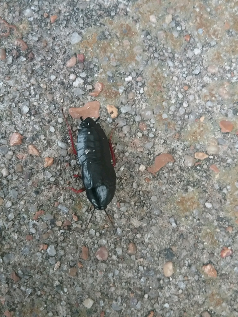Dark Wood Cockroach from 202 County Road 167, Jasper, TX, US on April