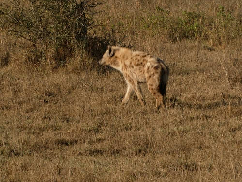 Spotted hyaena