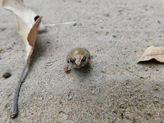 Arthroleptis stenodactylus