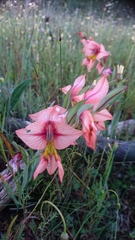 Gladiolus meliusculus