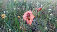 Gladiolus meliusculus