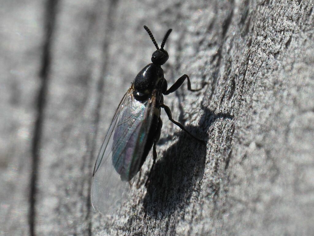 Black Compost Fly