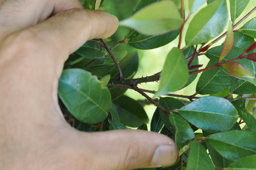 Image of Zanthoxylum brachyacanthum by (c) Lucas Christofides, some rights reserved (CC BY)