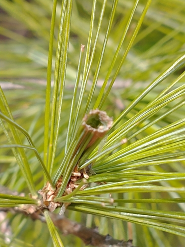 Pine Tube Moth photo 5