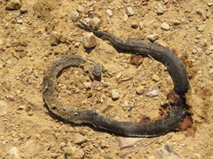 Atractus crassicaudatus