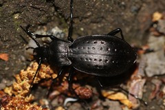 Carabus hortensis