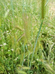 Platycnemis pennipes