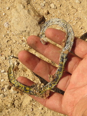 Atractus crassicaudatus