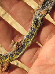 Atractus crassicaudatus