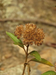 Chromolaena leivensis