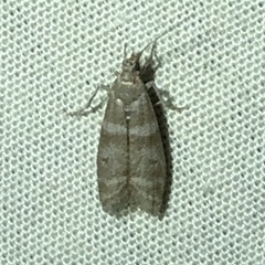 Ephestia columbiella